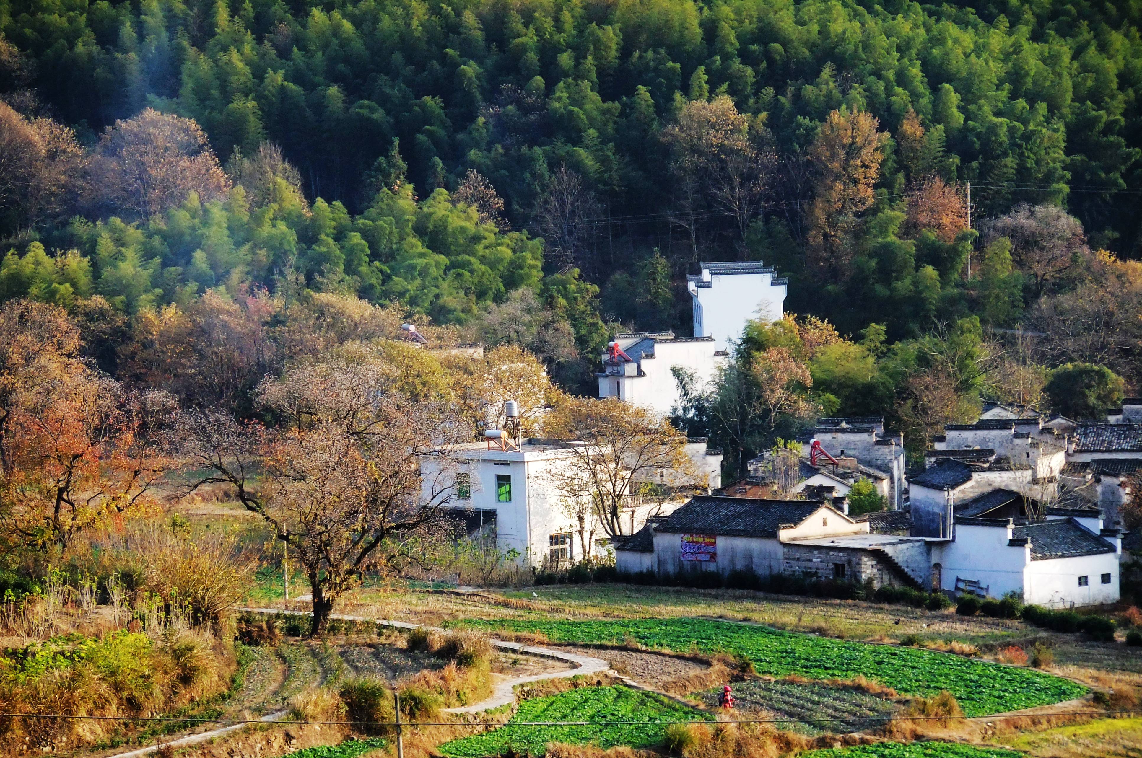 深秋走在皖南色彩斑斓的乡间小路上