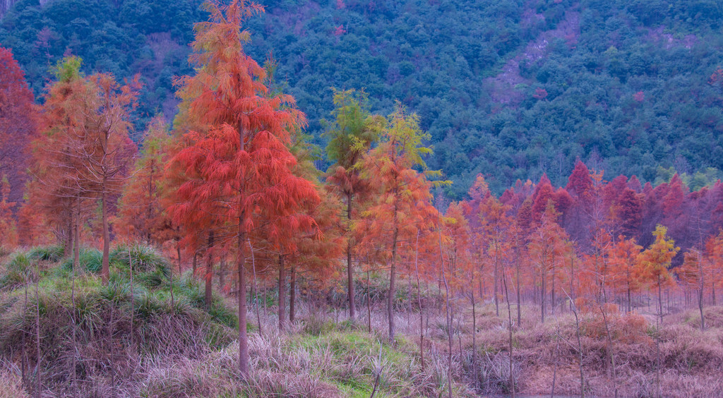 临海红杉林