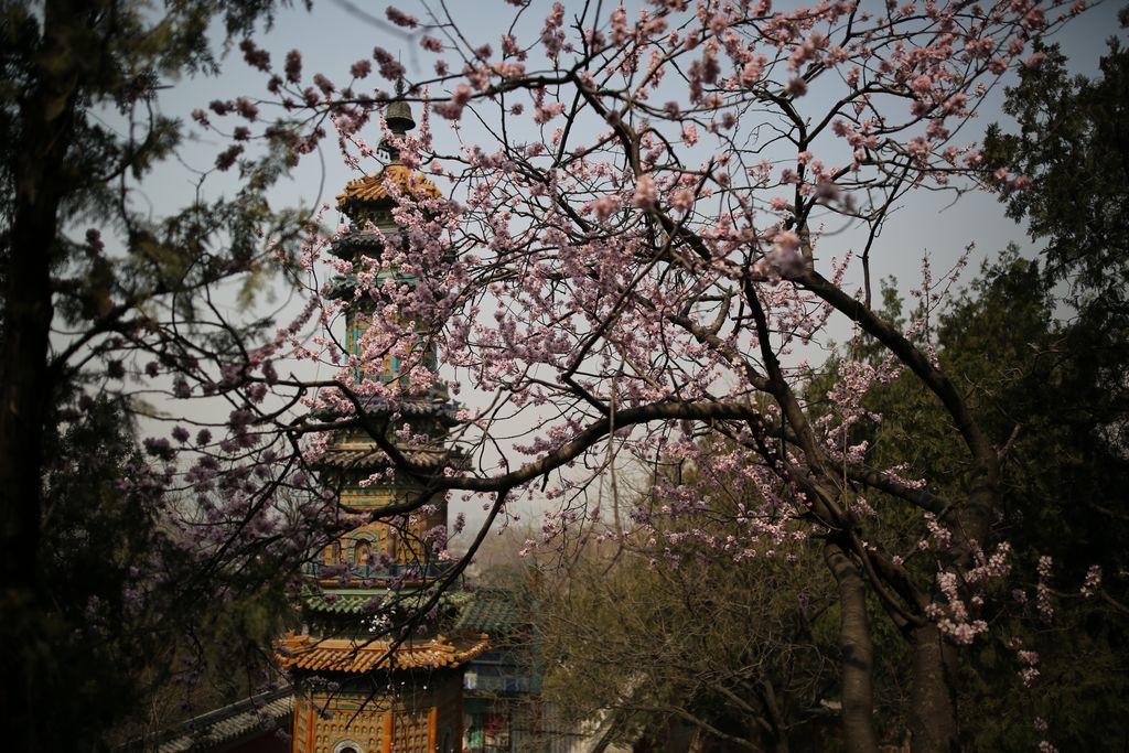 颐和园赅春园图片