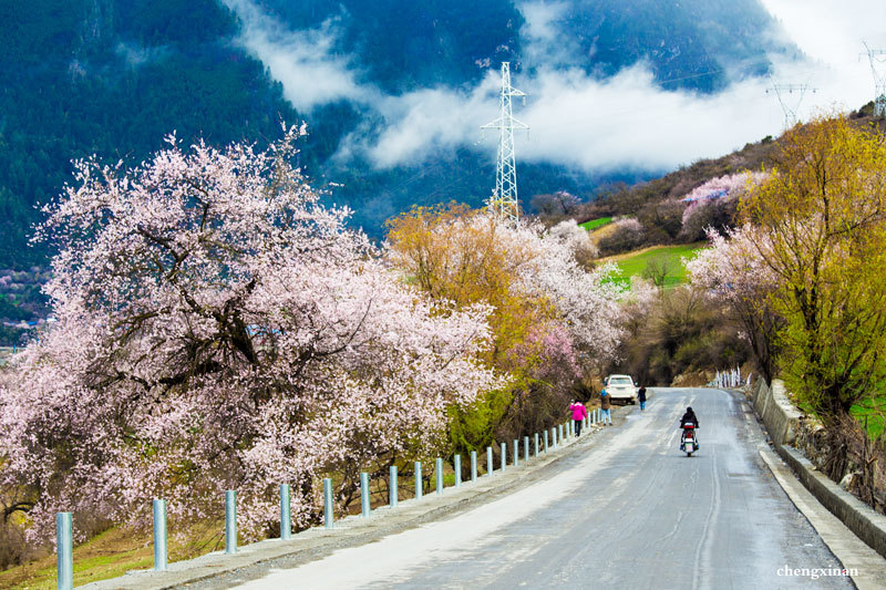 人世仙境,世外桃源-探访林芝,波密桃花