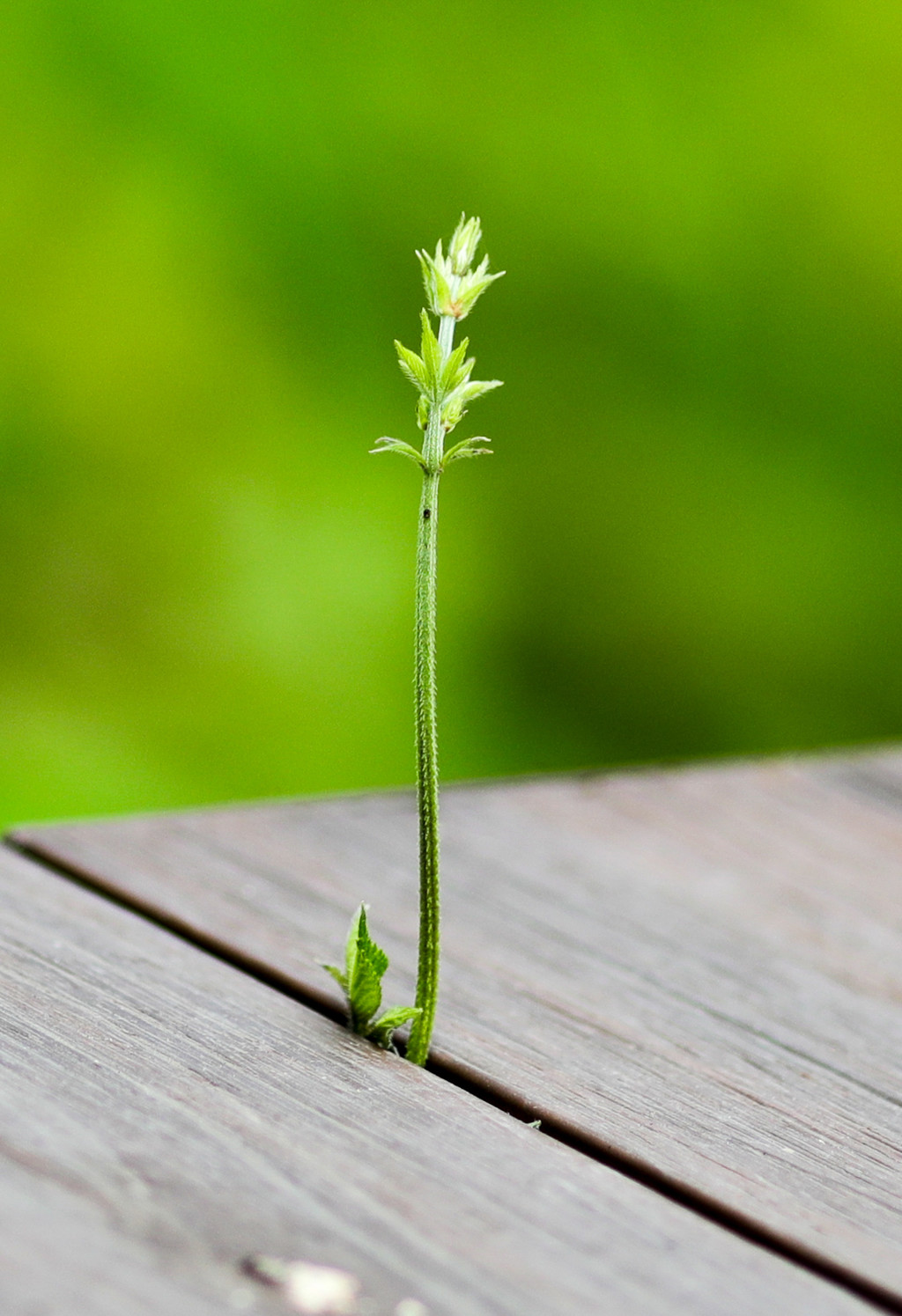 固執的小草