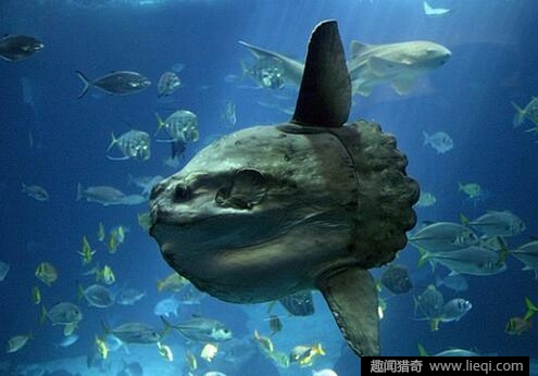 水熊虫为什么杀不死 专家复活水熊虫 零下20度冰冻