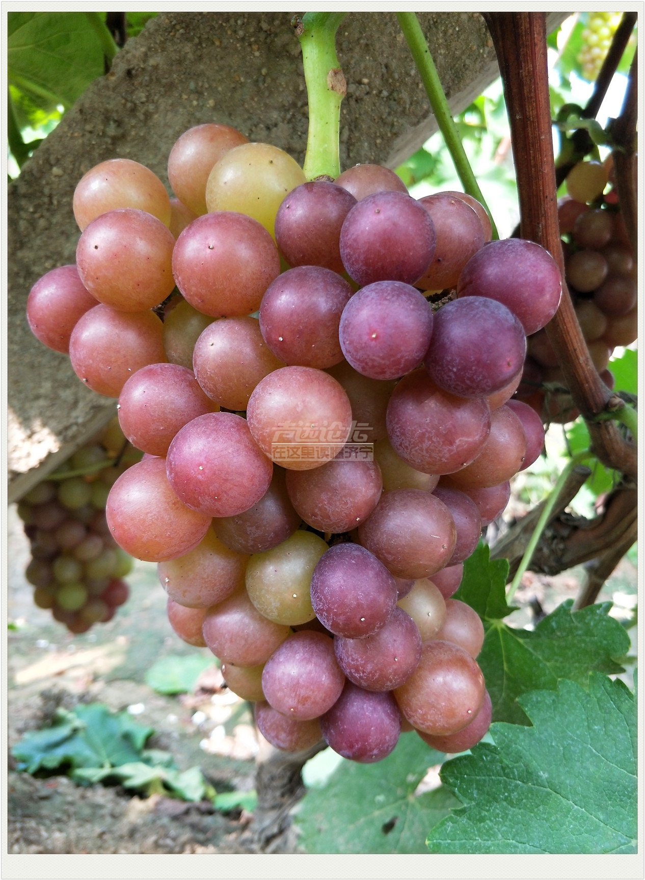 【自由骑行-风采】8月11日 骑行龙山文化园-长沟泵站-长沟葡萄园