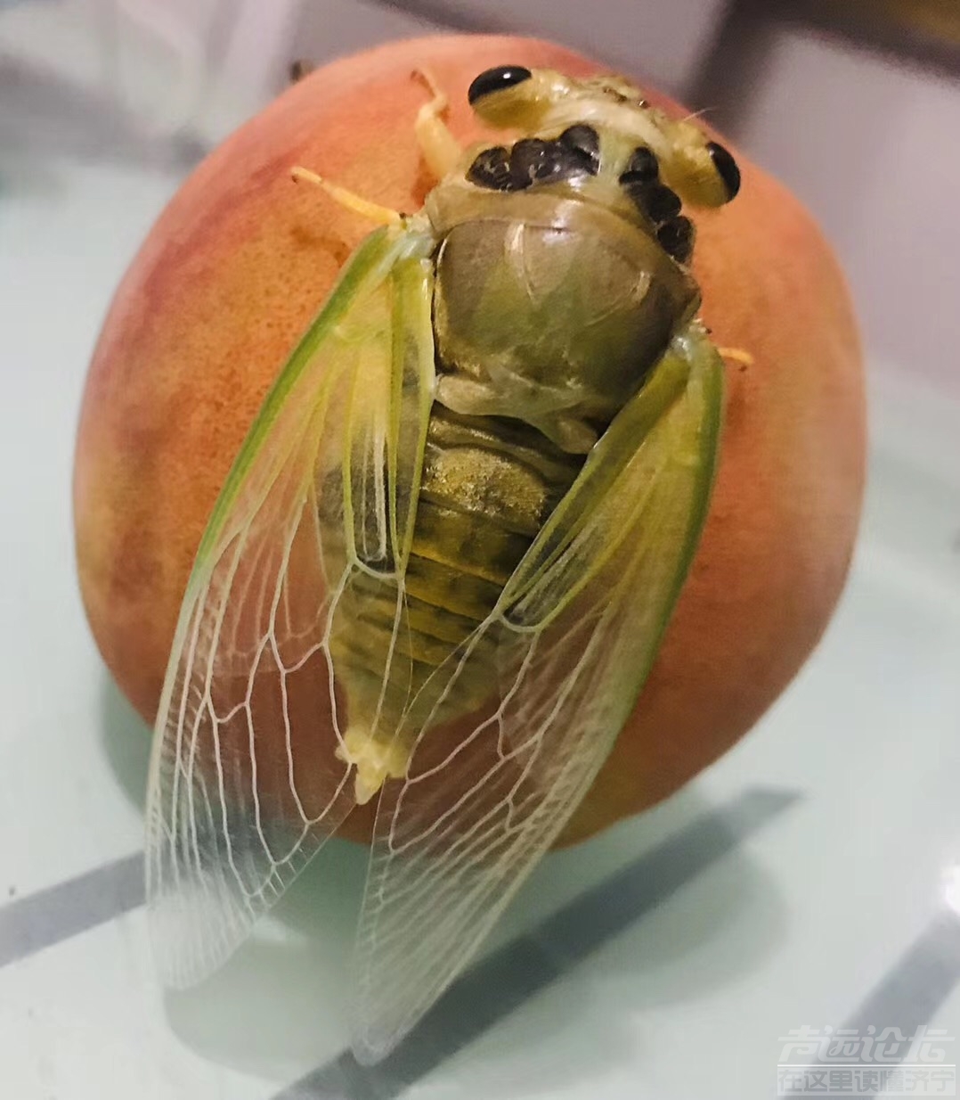 刚刚脱壳的知了能吃吗?