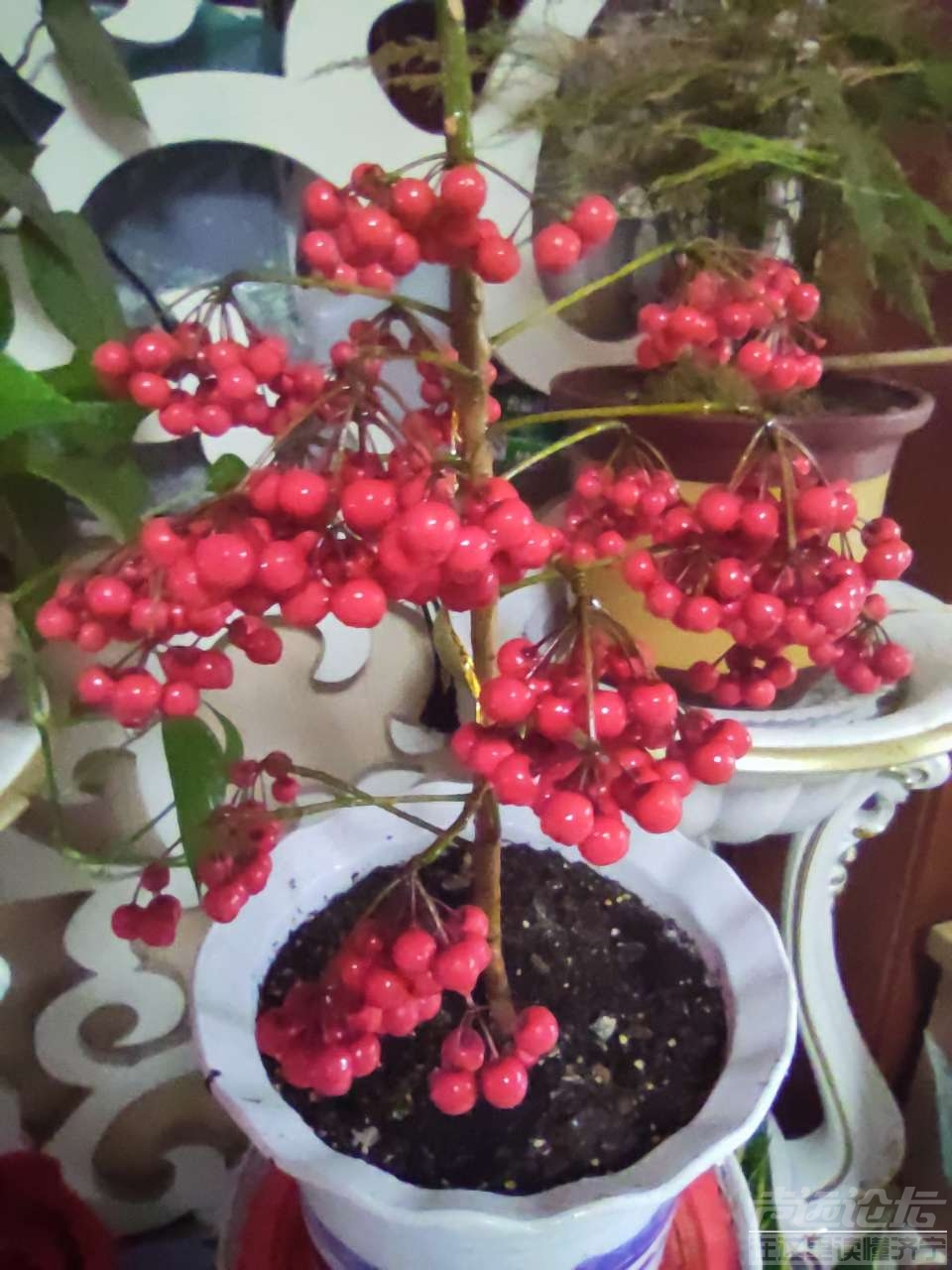 舅妈养的,说这种花叫"子孙满堂"还挺好看的