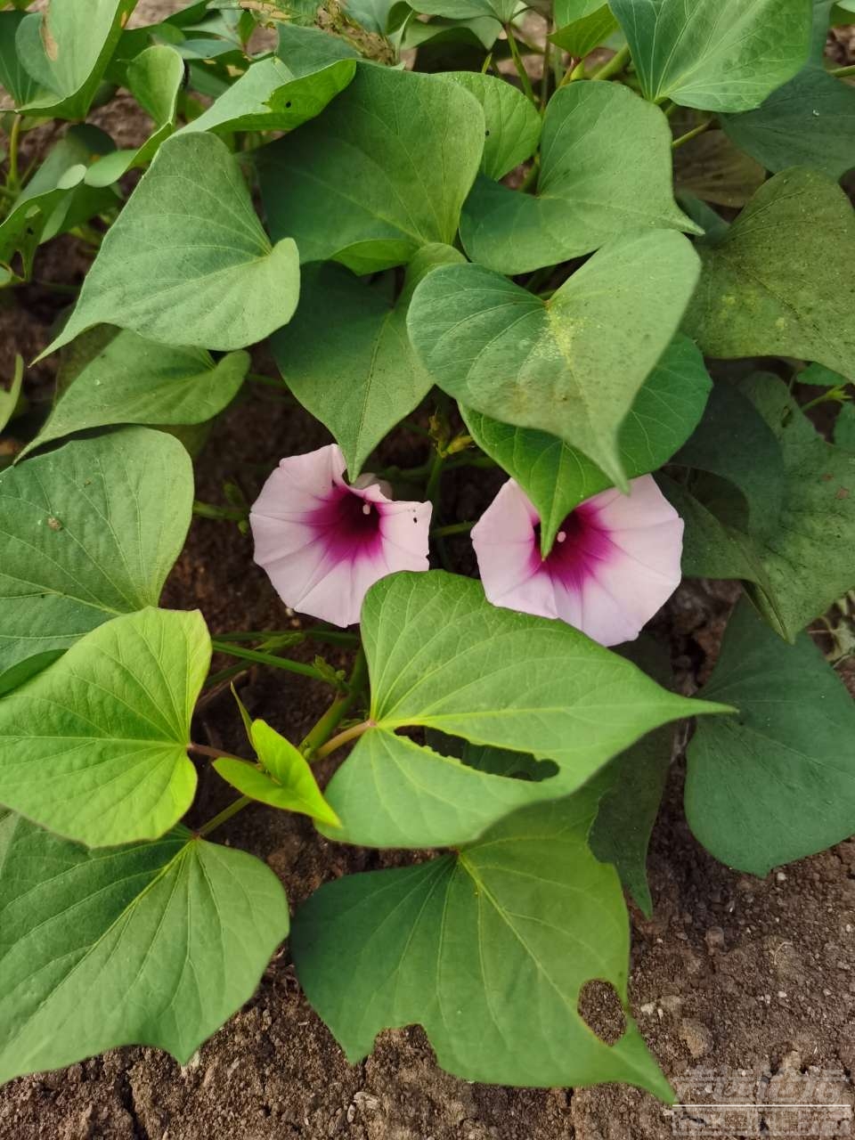 芋頭瓜子開花還崩俊哩