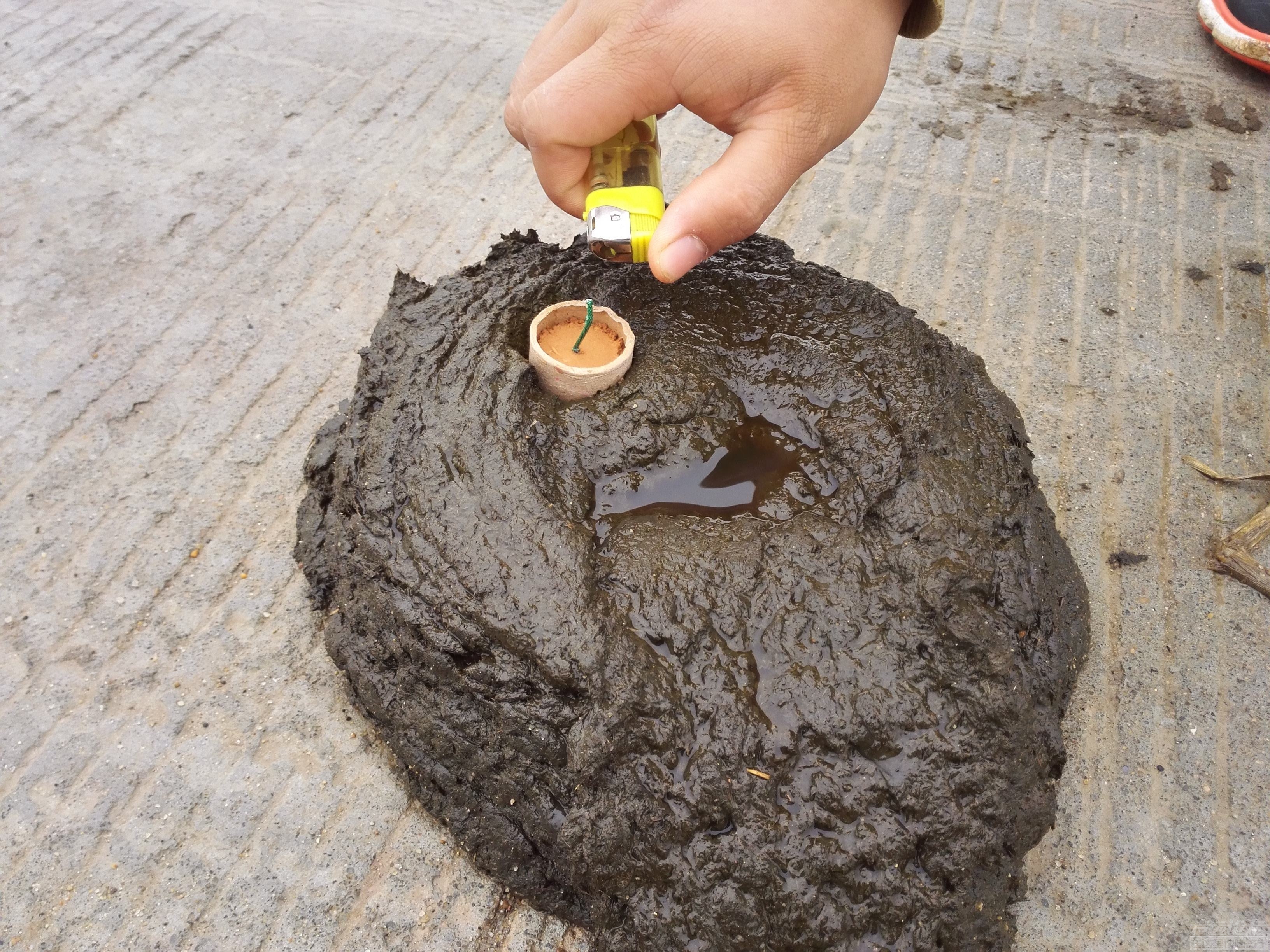 印度推出牛粪"芯片":减少手机辐射,还预防疾病