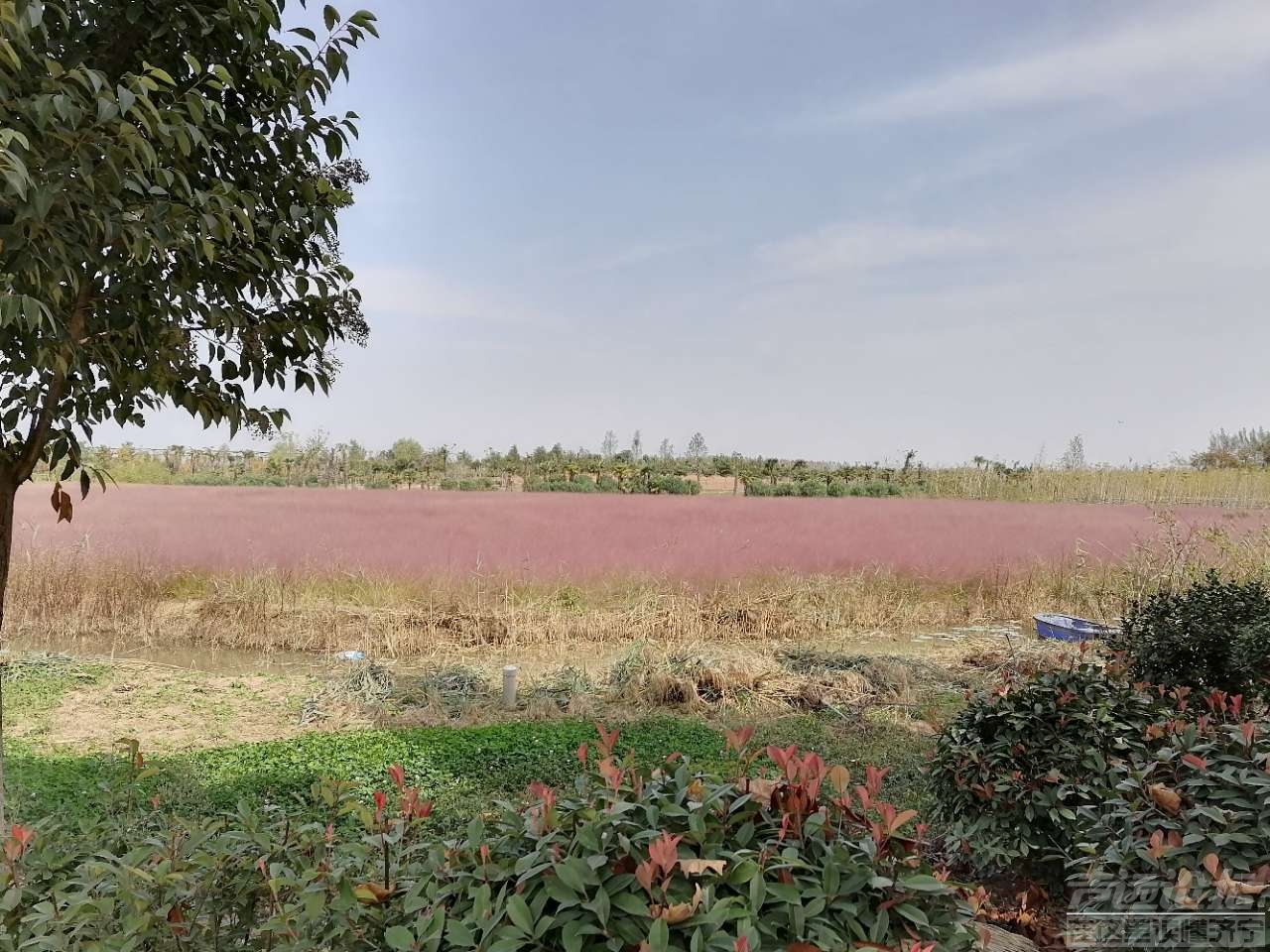 鹿鸣岛,关注济宁 — 声远论坛