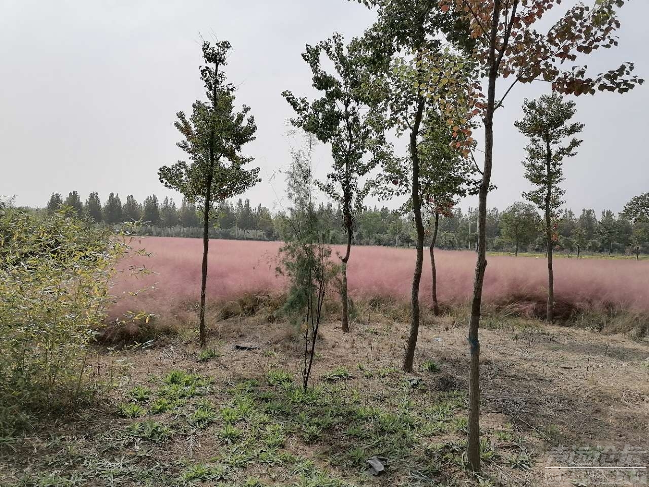 鹿鸣岛,关注济宁 — 声远论坛