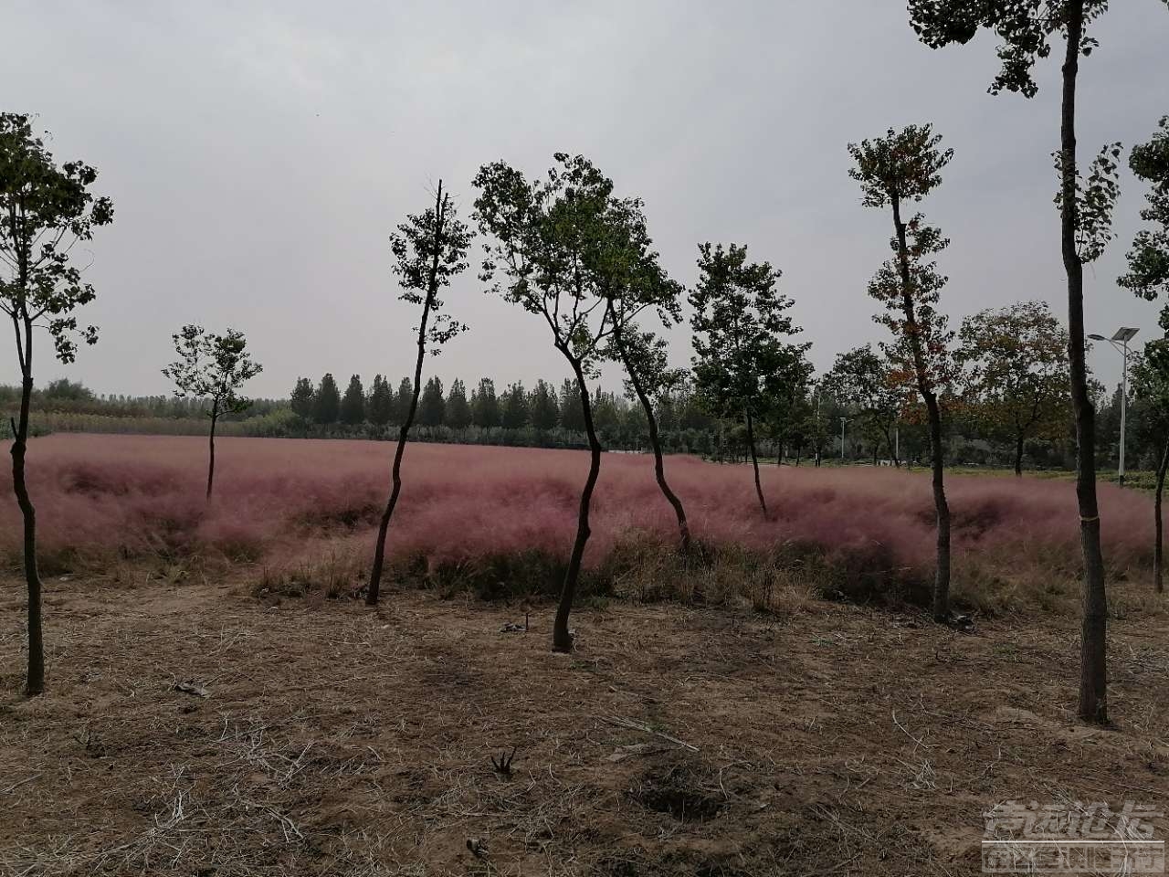 鹿鸣岛,关注济宁 声远论坛